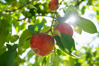 Þó heimsendir yrði á morgun myndi ég planta eplatréi í dag