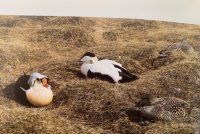 Af flórgoðum, fýlum og æðarkollum í ástandinu