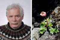 Af hverju rosknir karlmenn og blóm?