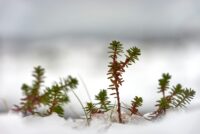 Í fókus – velkomin sértu góa mín