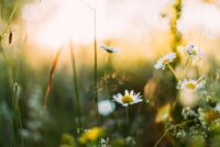 Í fókus – vorlegt um að litast