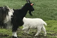  Hugleiðsla með geitum