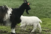  Hugleiðsla með geitum