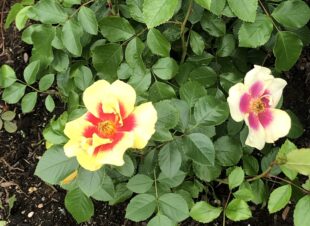 Jú, það er vel hægt að lofa Rósagarði