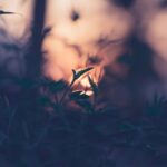 Í fókus – rökkrið færist yfir