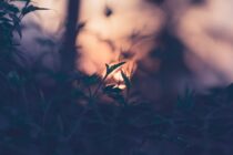Í fókus – rökkrið færist yfir