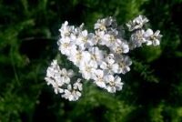 Kynngimagnaðar íslenskar jurtir