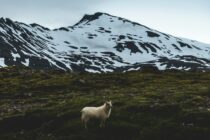Í fókus – fólk, fjöll og dalir