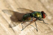 Sveimandi hugarflugur