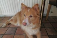 Dýrin tala hvert á sinn hátt