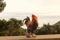 Í  Vík hetjuskaparins