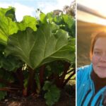 Rabarbari – allt frá ræktun til uppskeru