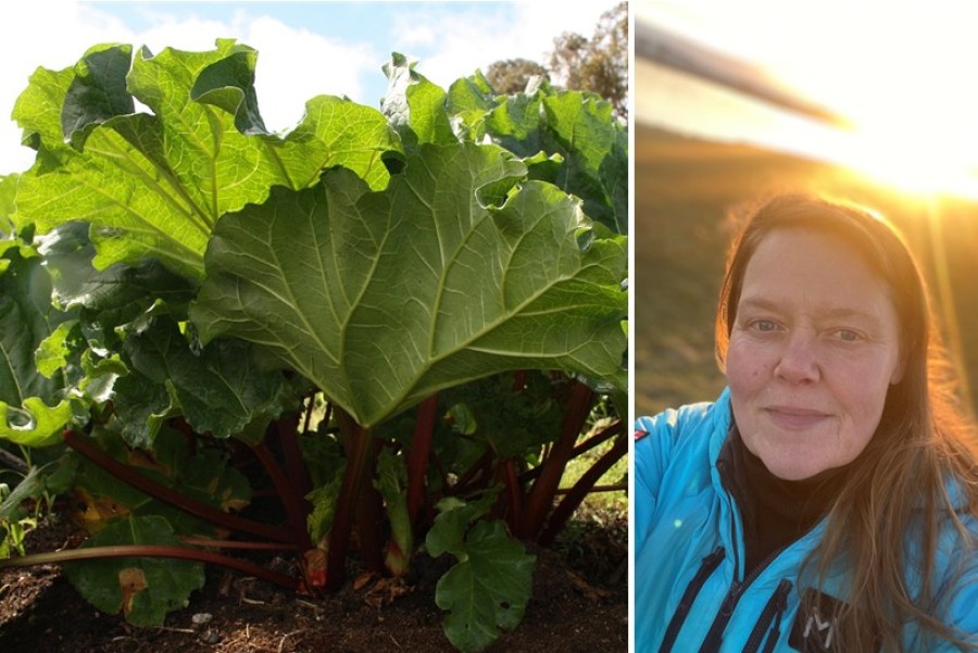 Rabarbari – allt frá ræktun til uppskeru