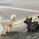 Að heilsa ókunnugum