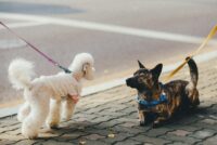 Að heilsa ókunnugum