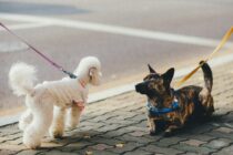 Að heilsa ókunnugum