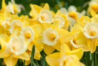 Í fókus – páskahátíðin