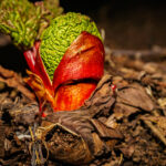 Fanga fegurðina í hinu smáa