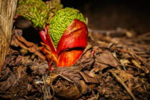 Fanga fegurðina í hinu smáa