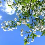Í fókus – vorvindar glaðir